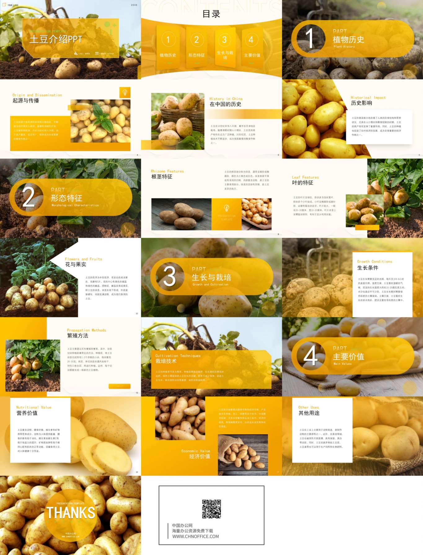 土豆水果蔬菜介绍ppt模板 预览图