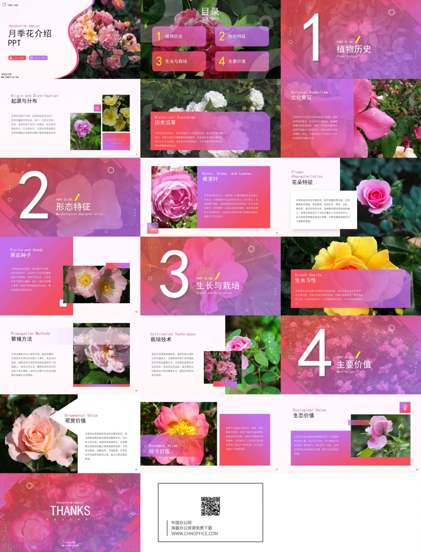 月季花水果蔬菜介绍ppt模板 预览图