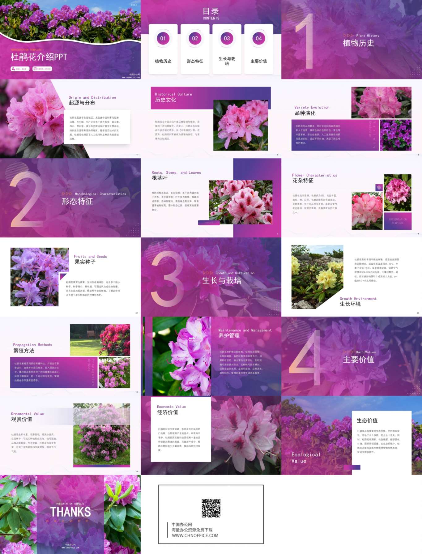 杜鹃花水果蔬菜介绍ppt模板 预览图