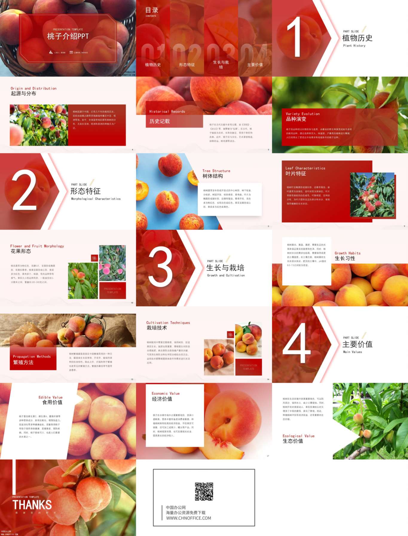 桃子水果蔬菜介绍ppt模板 预览图
