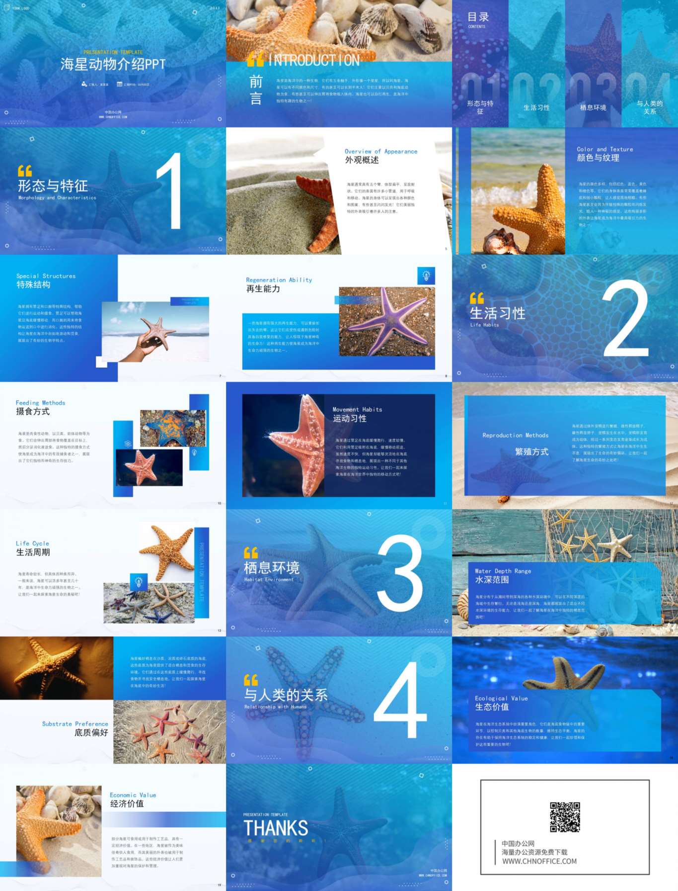 海星动物介绍ppt模板 预览图