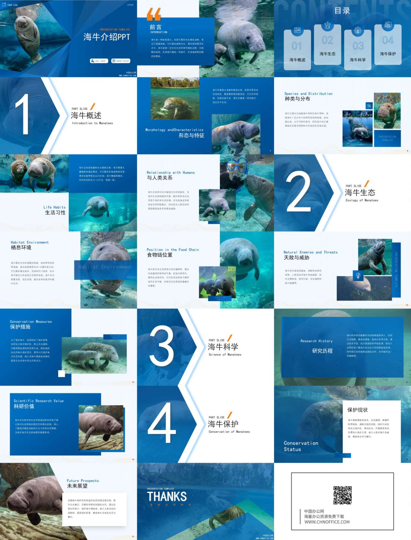 海牛动物介绍ppt模板 预览图
