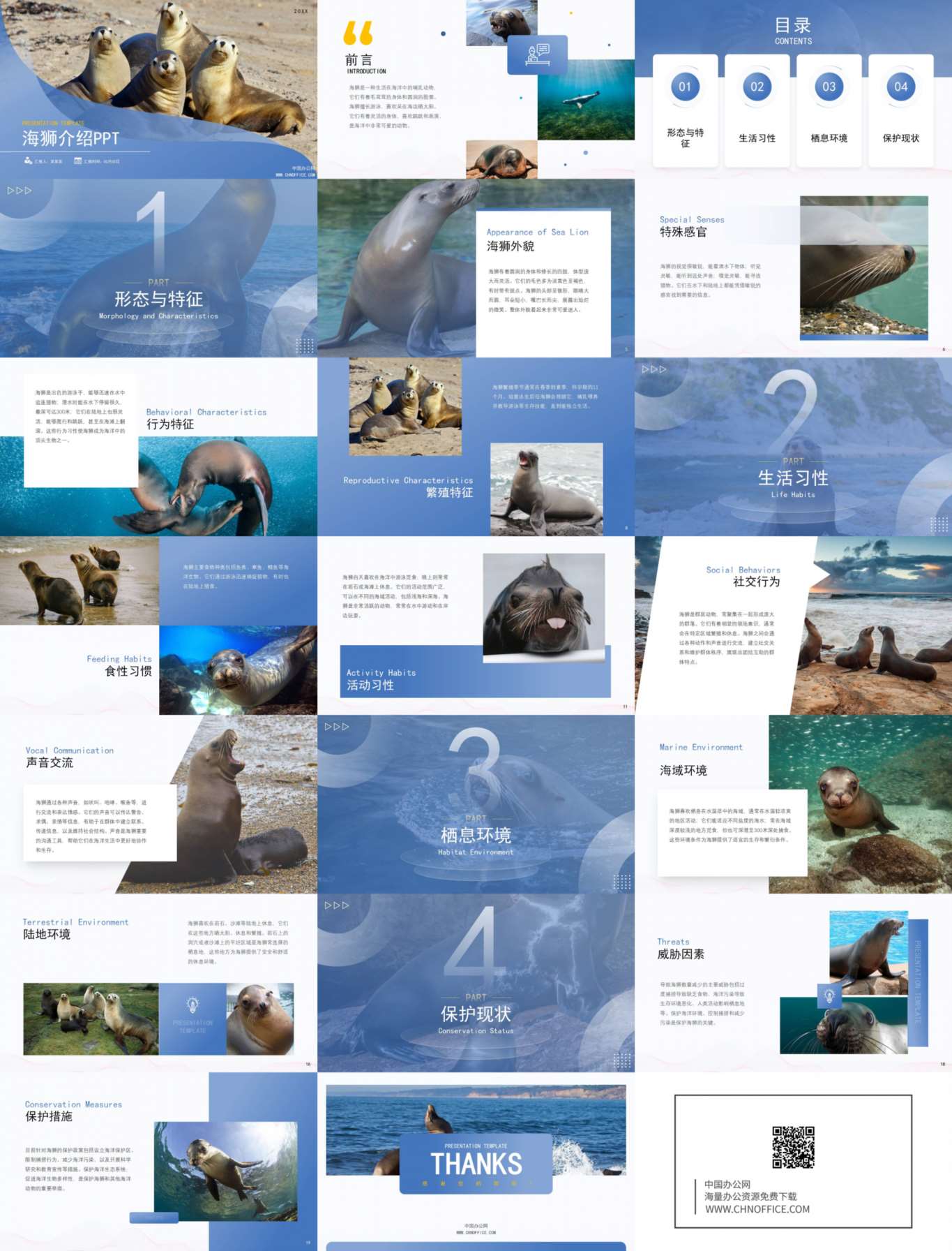 海狮动物介绍ppt模板 预览图
