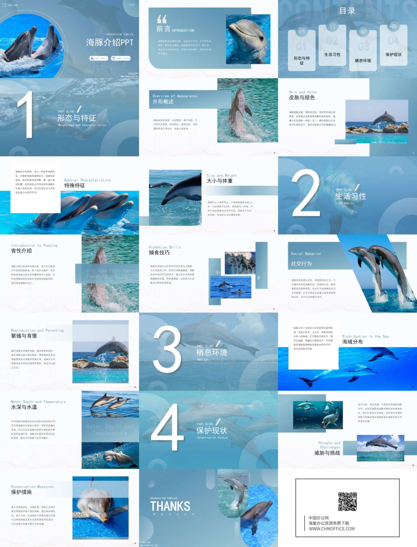 海豚动物介绍ppt模板 预览图