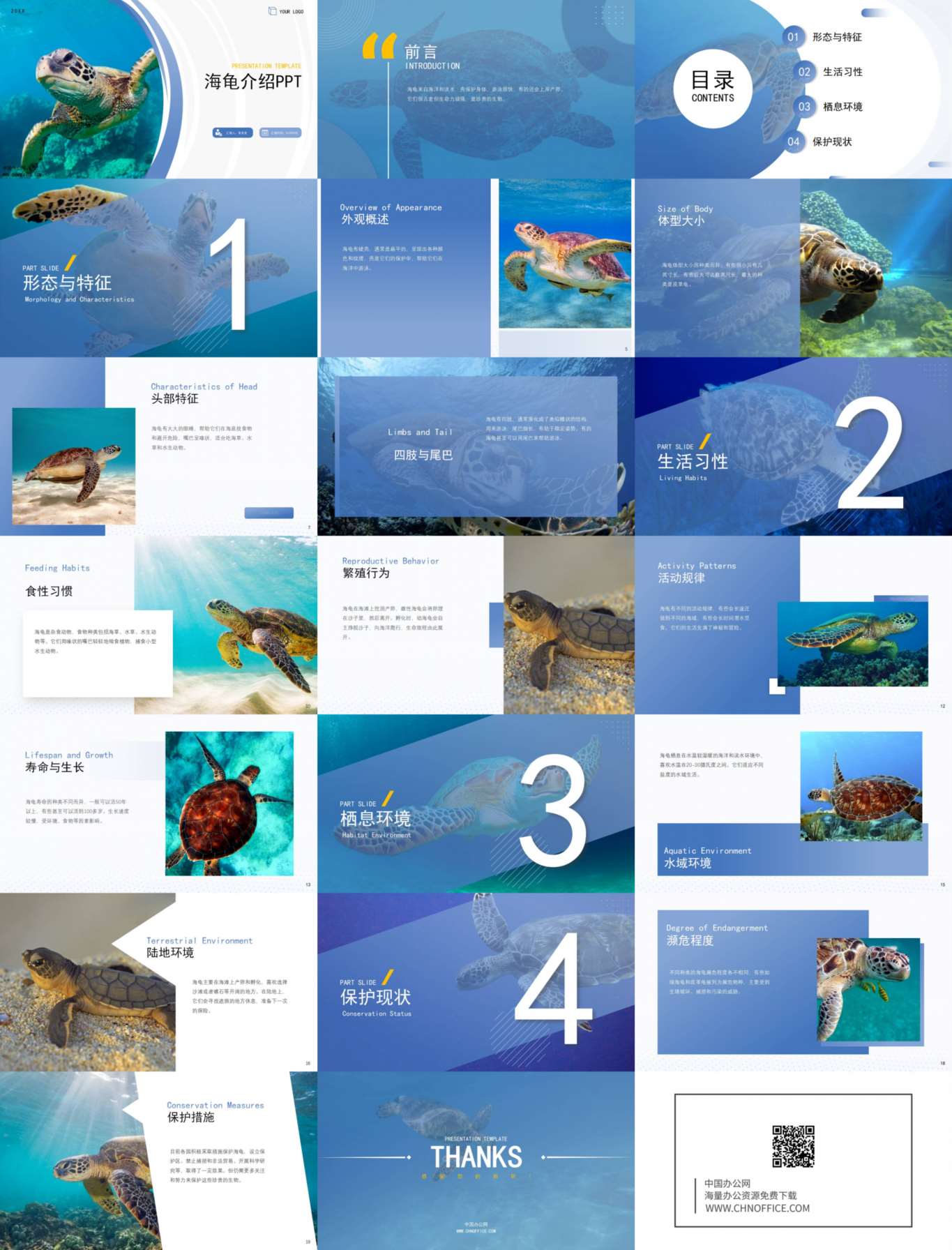海龟动物介绍ppt模板 预览图