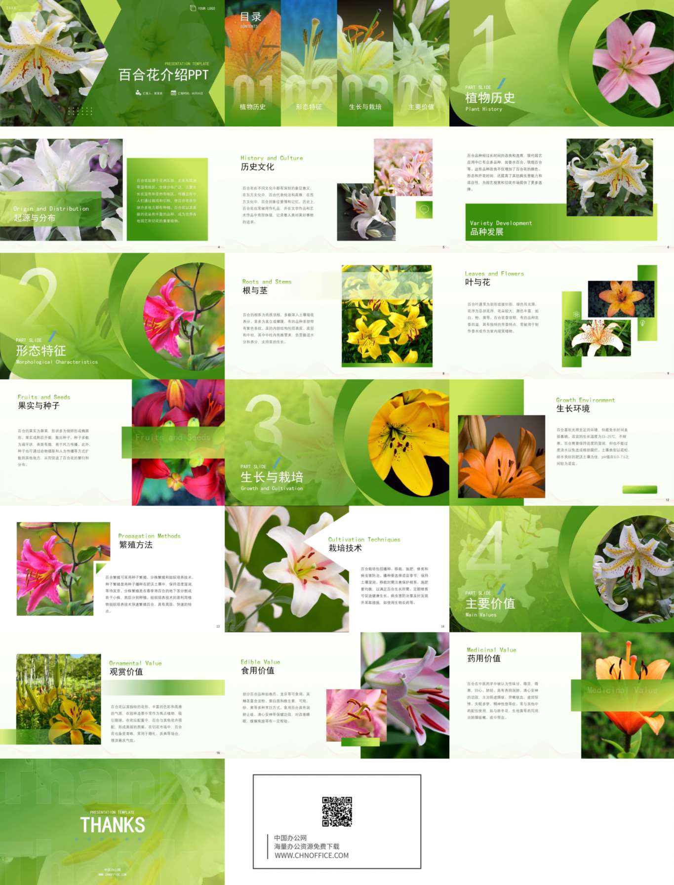 百合花水果蔬菜介绍ppt模板 预览图