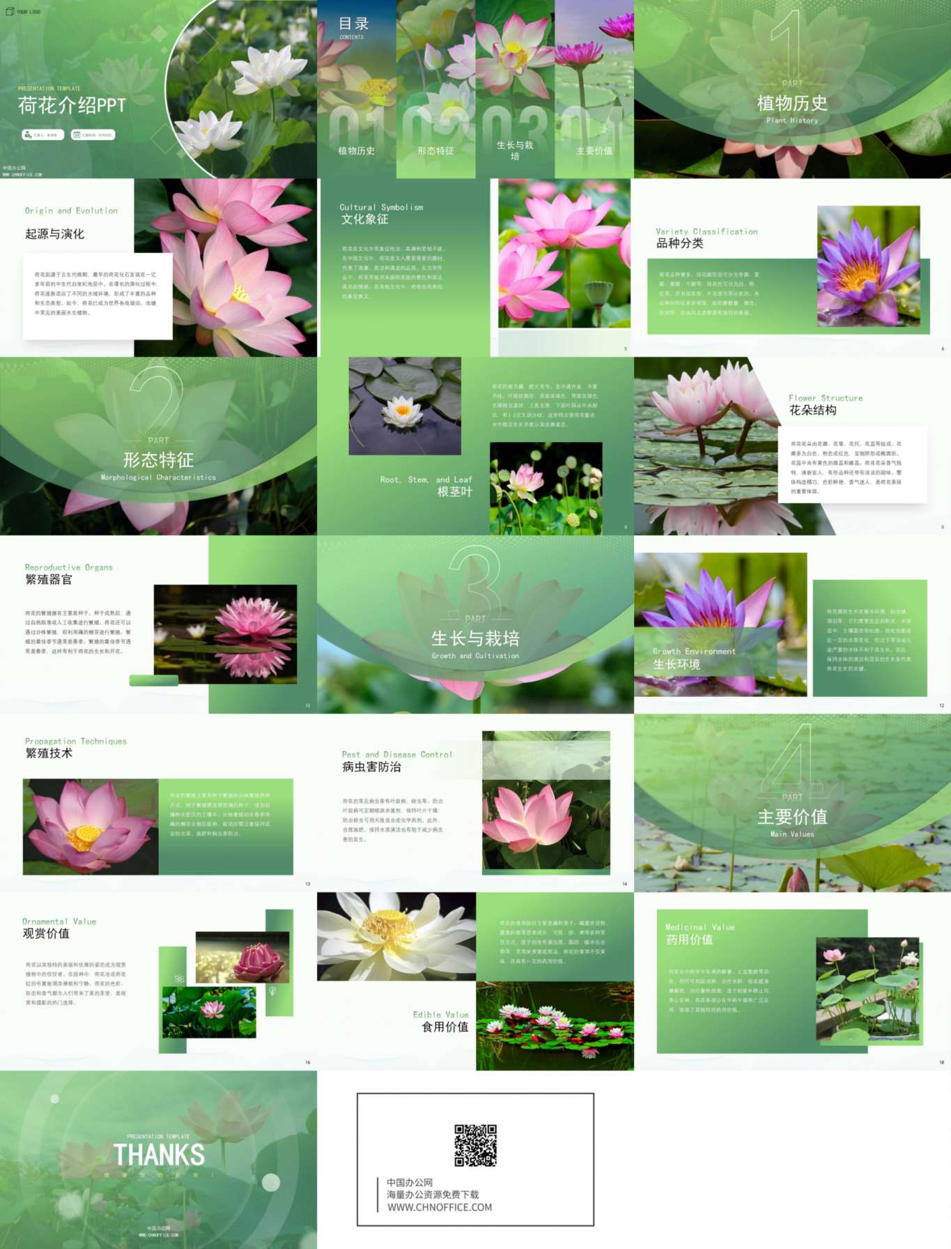 荷花水果蔬菜介绍ppt模板 预览图