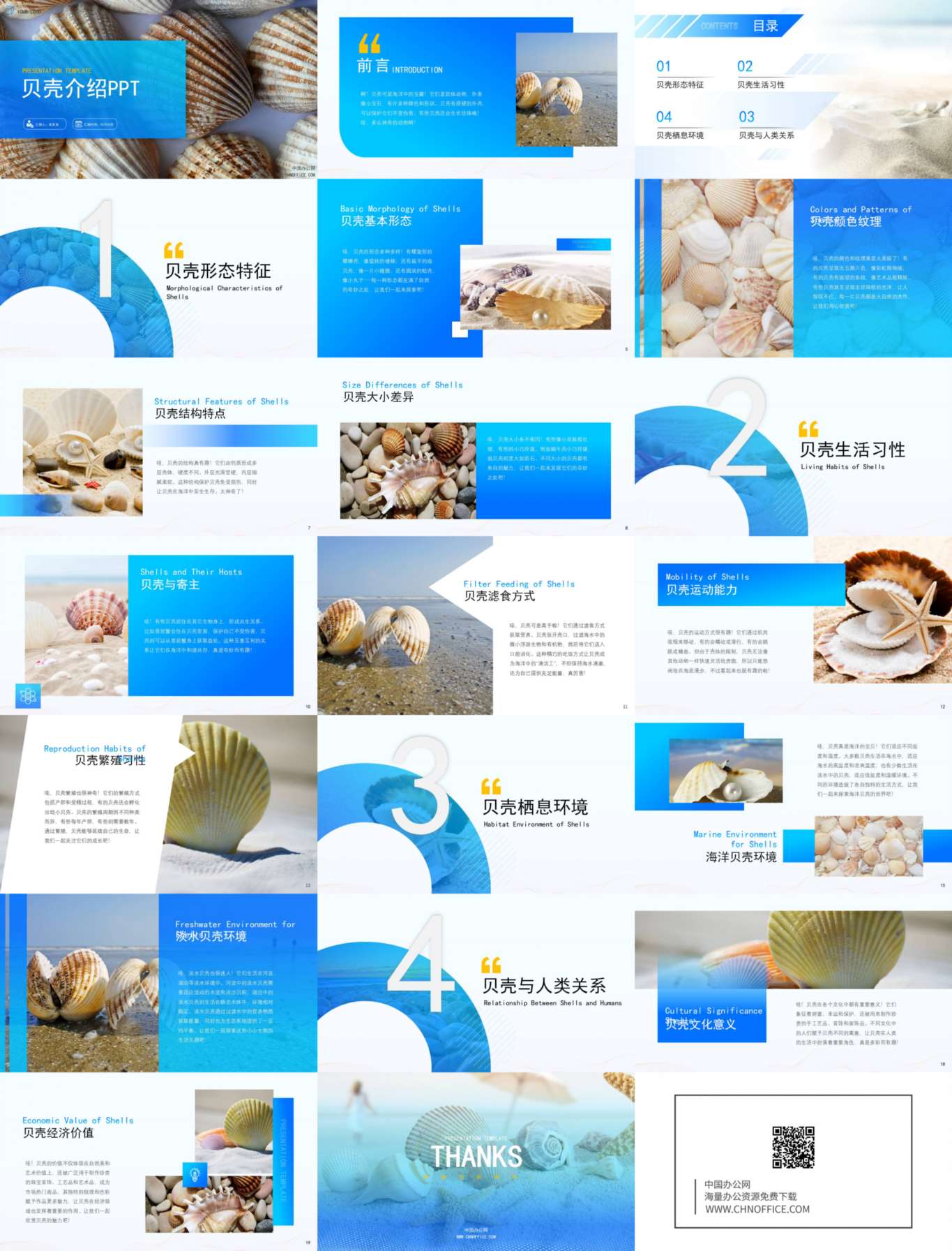 贝壳动物介绍ppt模板 预览图