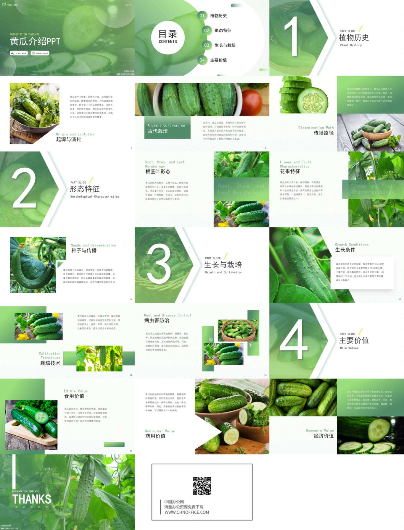 黄瓜水果蔬菜介绍ppt模板 预览图